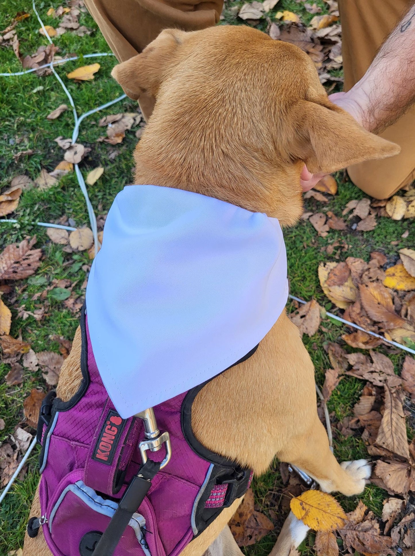 Pet Bandanas - Sublimation with collar